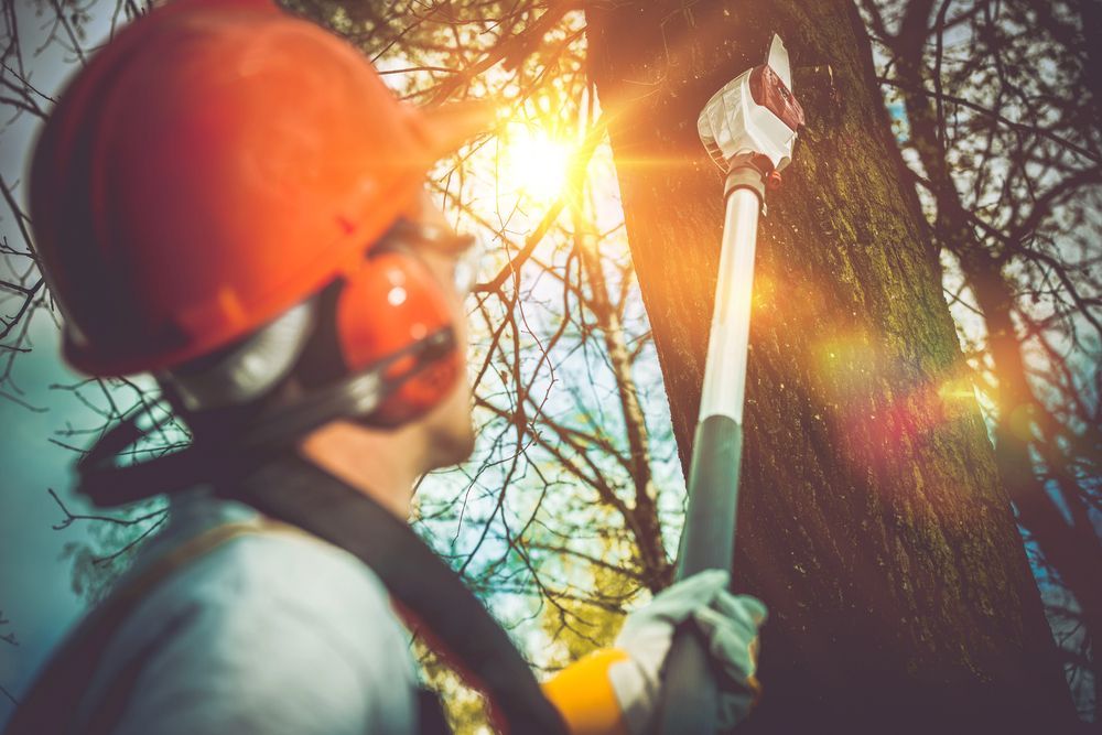Worker in orange hard hat trimming branches with a pole saw in bright sunlight.