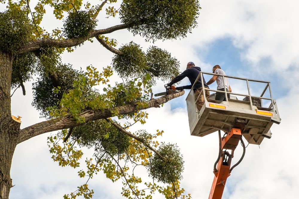 Worker pruning tree branches from a cherry picker under a leafy tree and cloudy sky