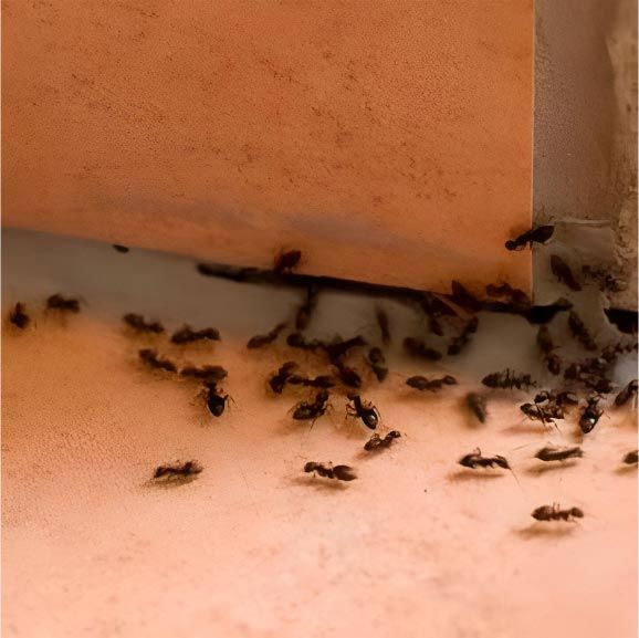 FUMIGACIONES OXY