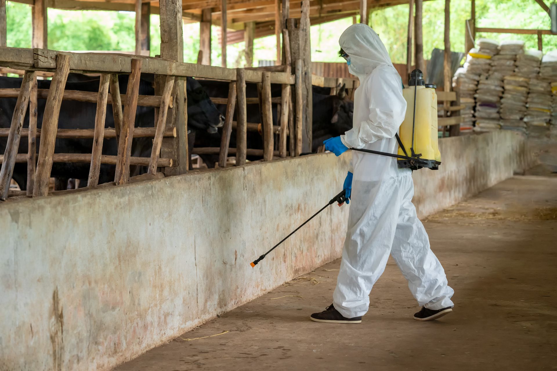 A man in a protective suit is spraying a cow in a barn.
