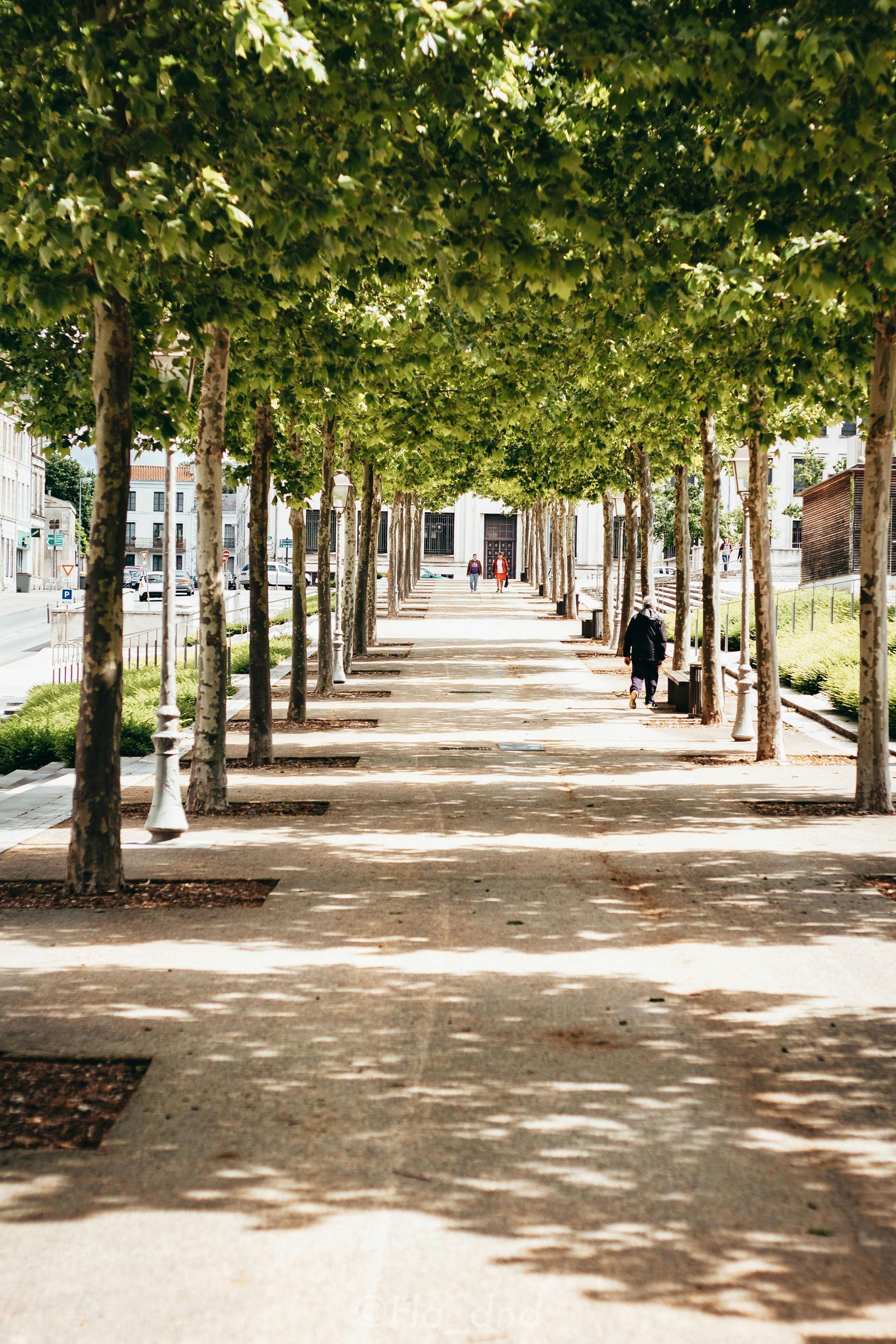 A person is walking down a sidewalk lined with trees.