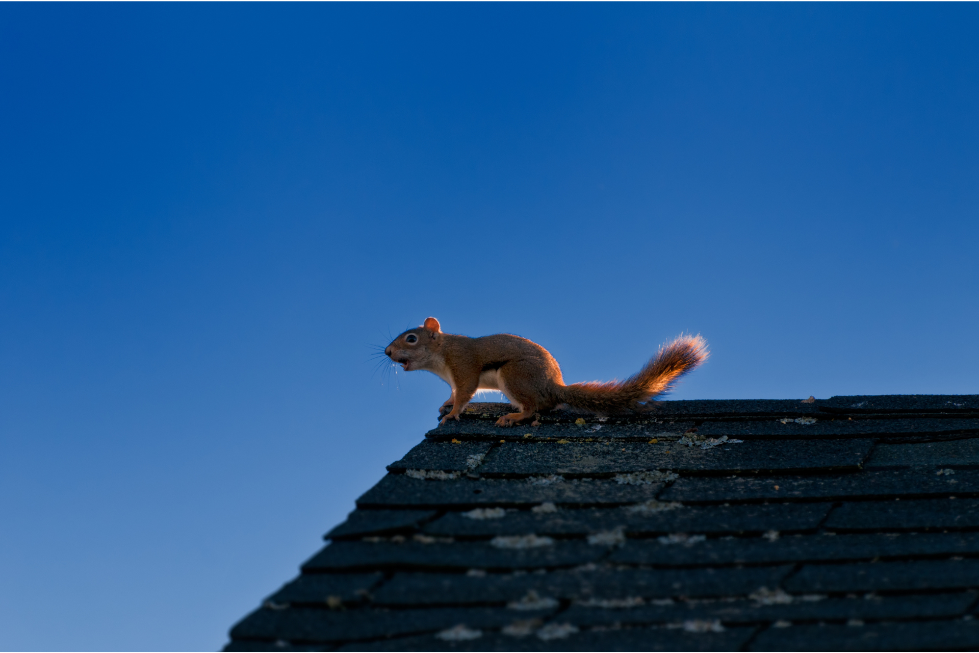A squirrel is standing on top of a roof.