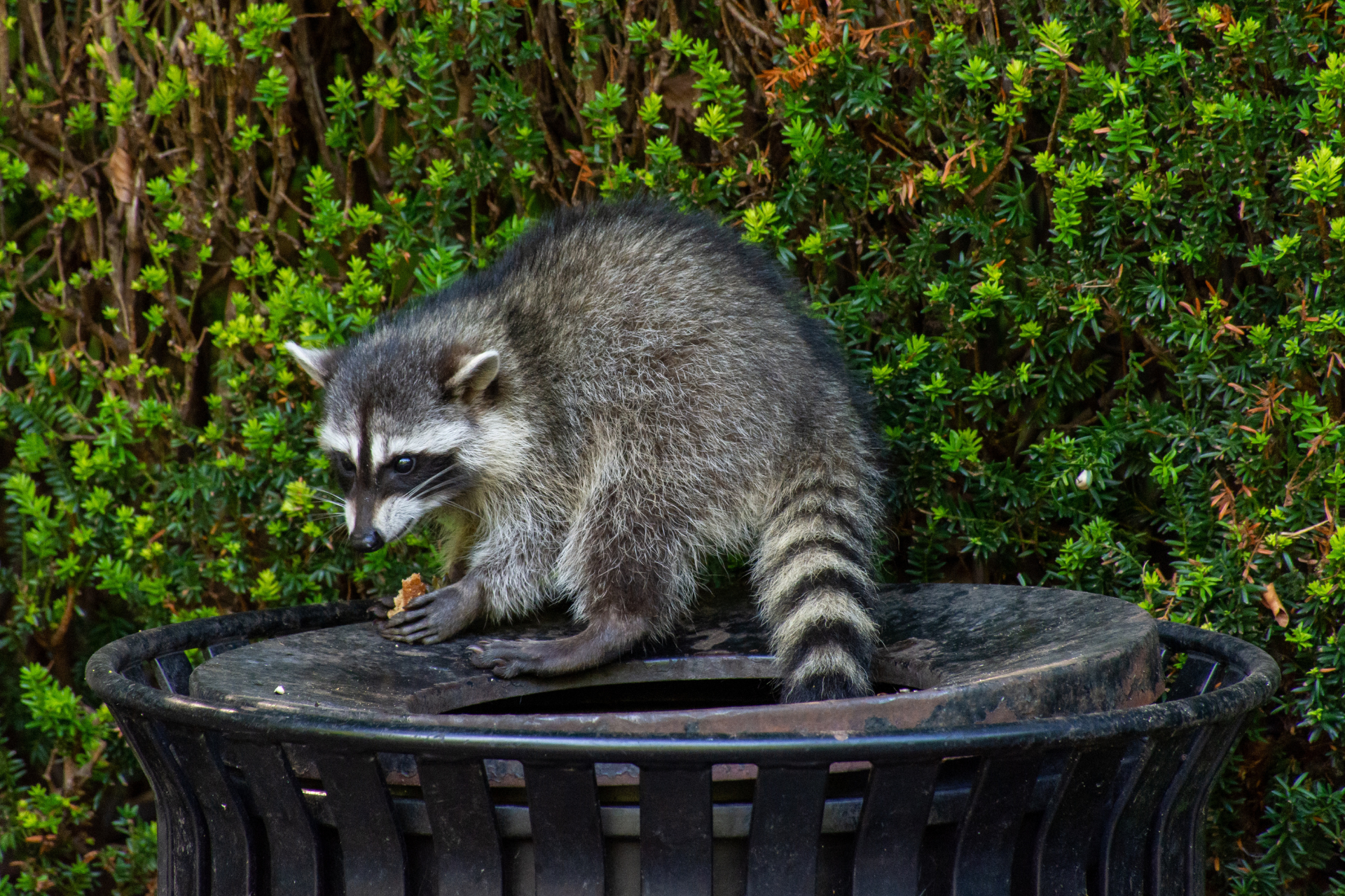 A raccoon is sitting on top of a trash can.