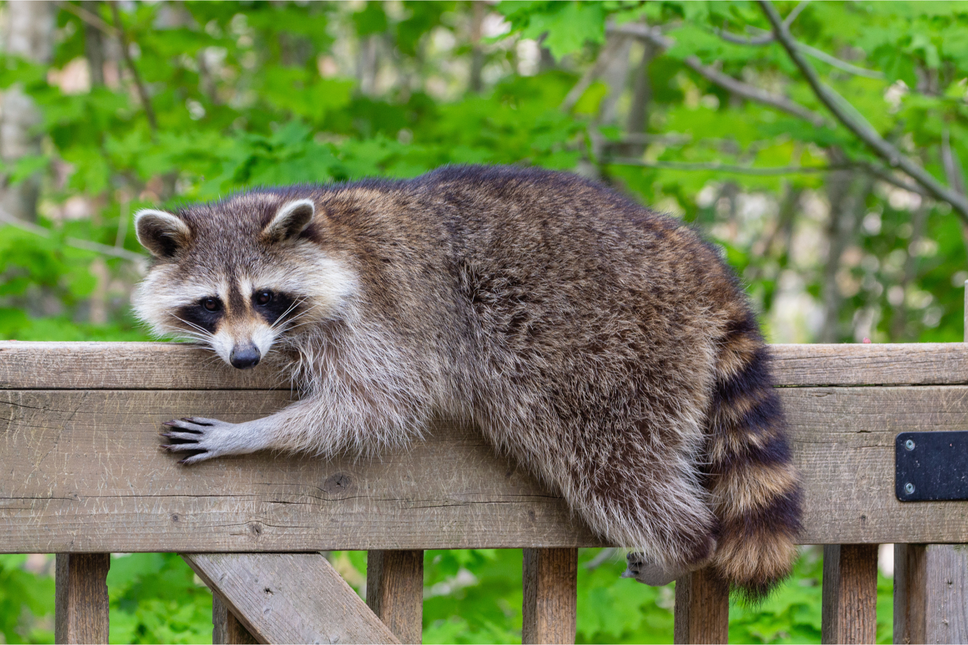 A raccoon is laying on top of a wooden railing.