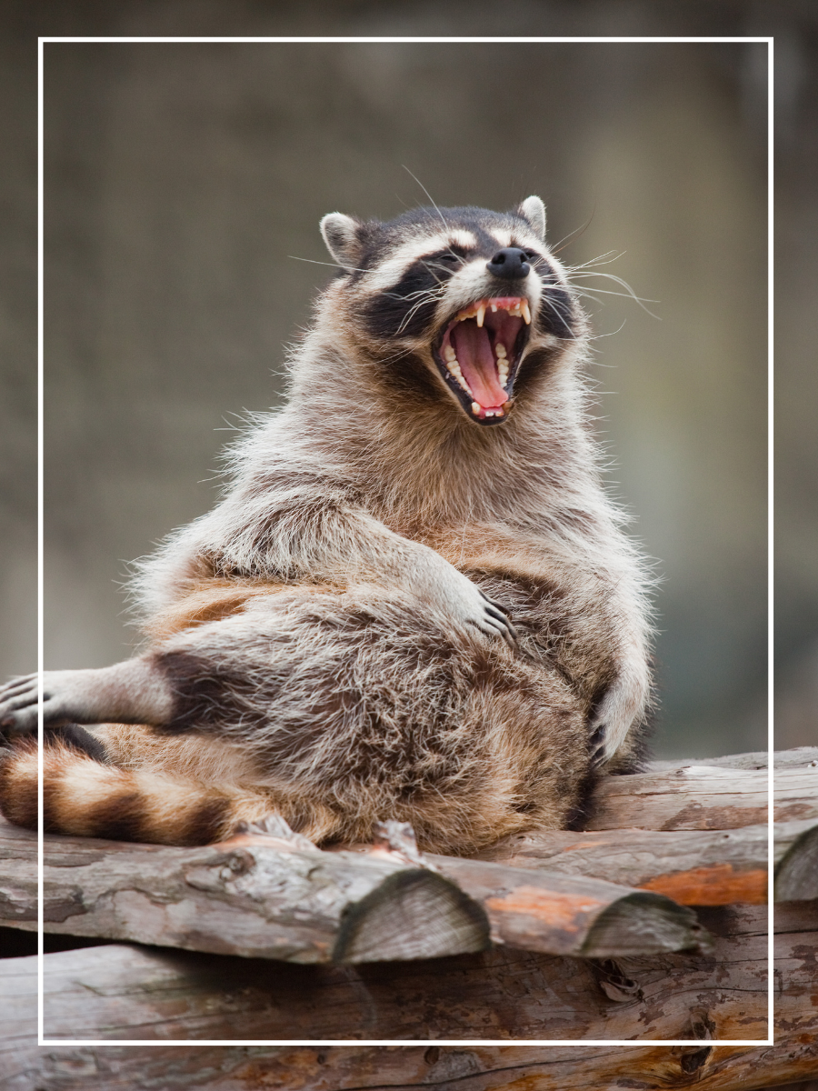 A raccoon is sitting on a log with its mouth open.