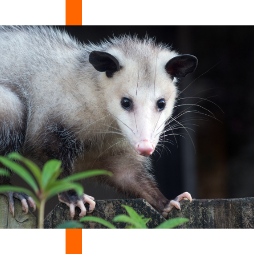 A close up of an opossum on a wooden fence