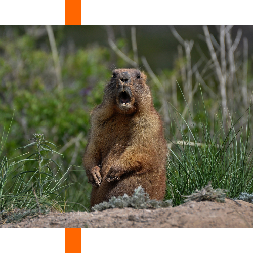 A groundhog is standing in the grass with its mouth open.