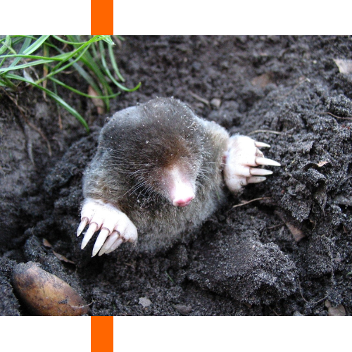 A mole is sticking its head out of a hole in the ground.