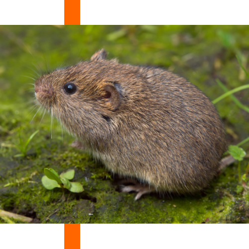 A vole is sitting on a rock in the grass.