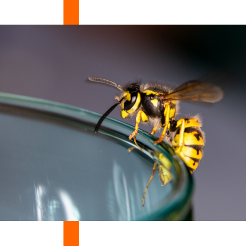 A wasp is sitting on the edge of a glass.