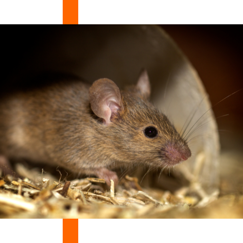 A mouse is sitting in a pile of hay and looking at the camera.