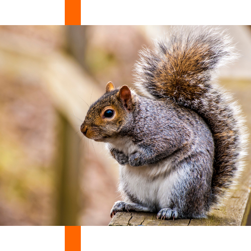 A squirrel is sitting on a wooden fence post.