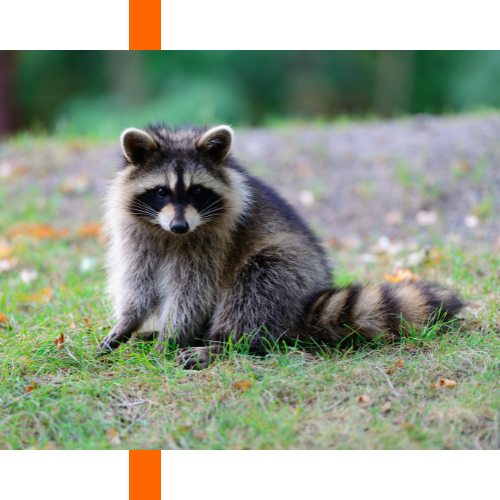 A raccoon is sitting in the grass looking at the camera.