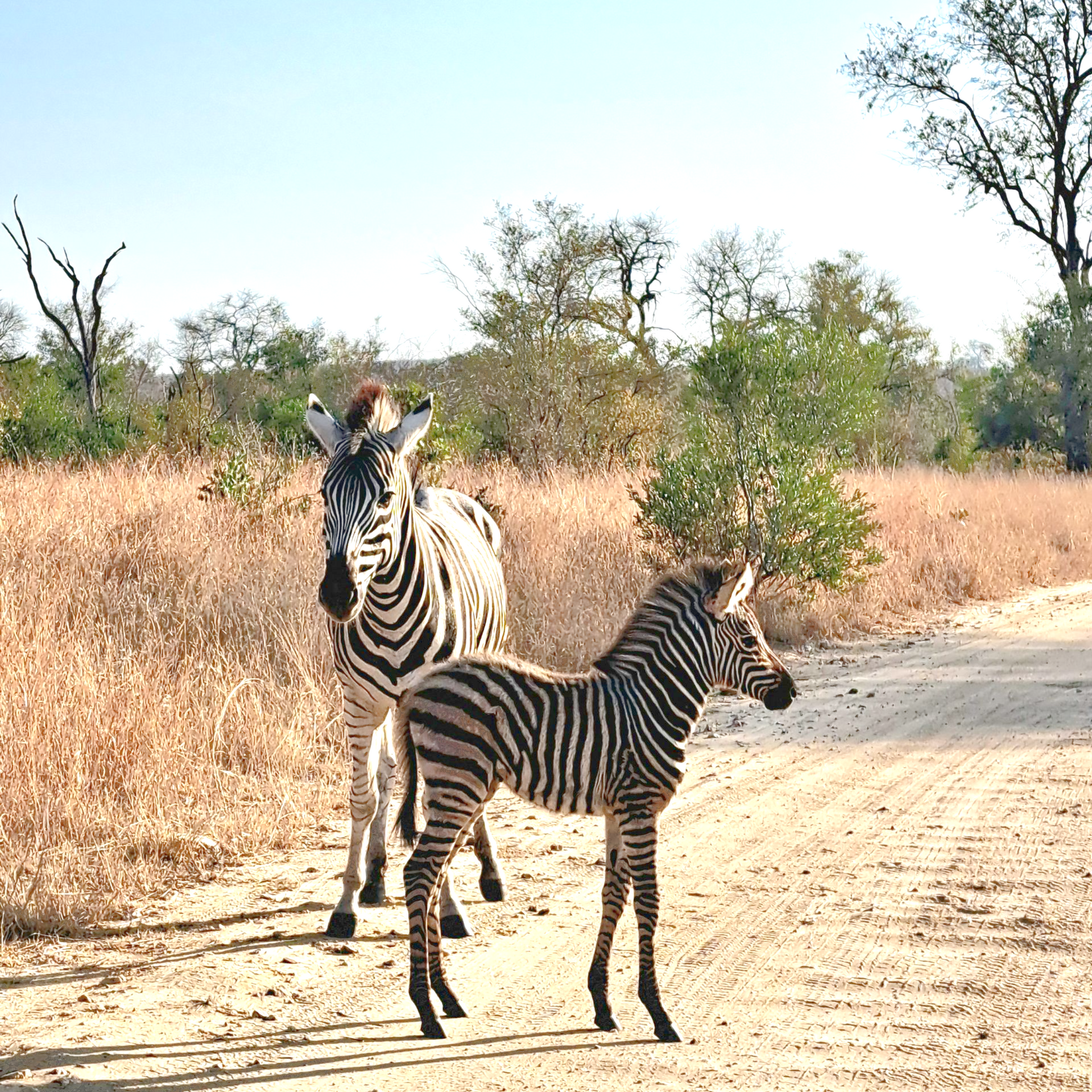 Wildlife