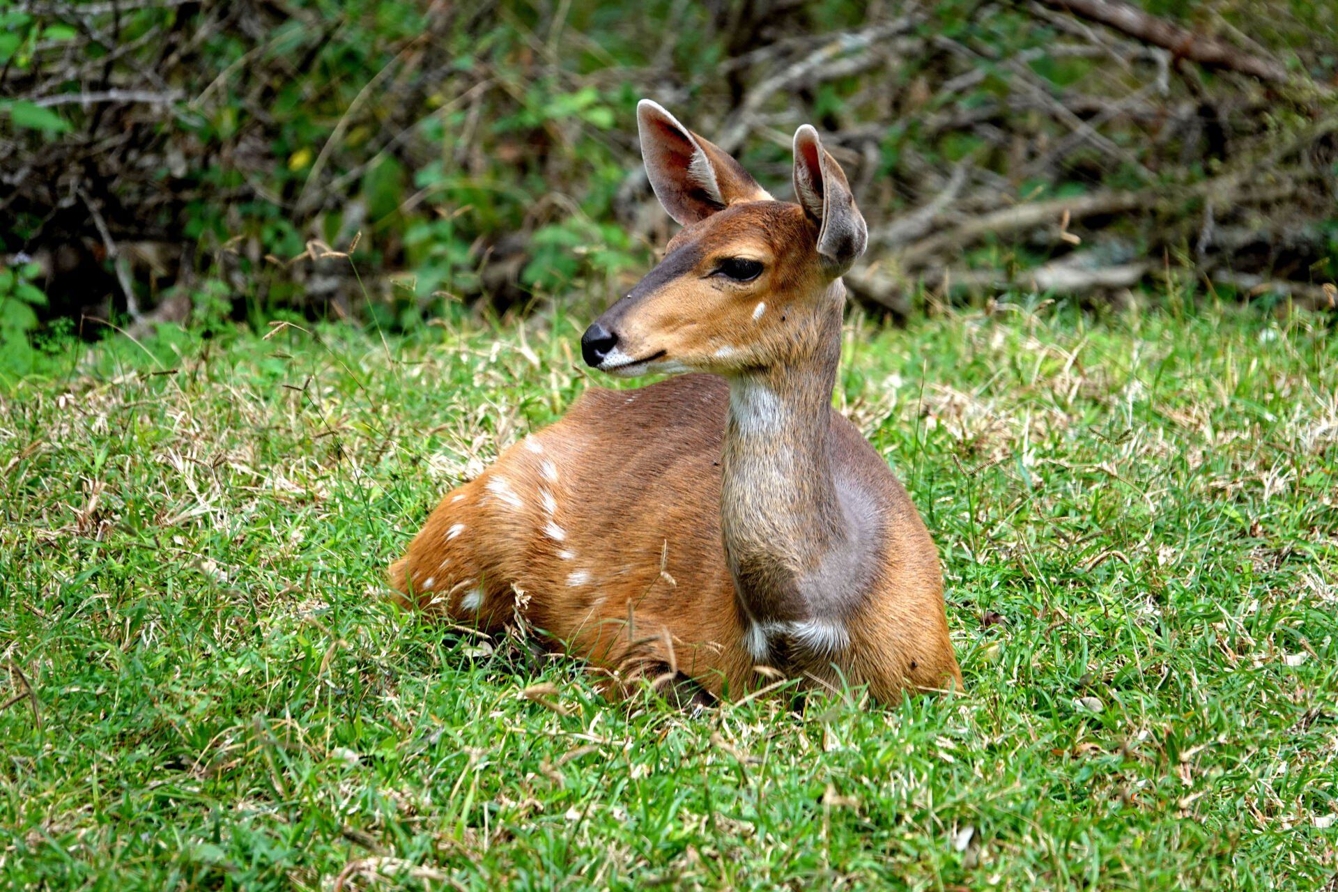 Wildlife