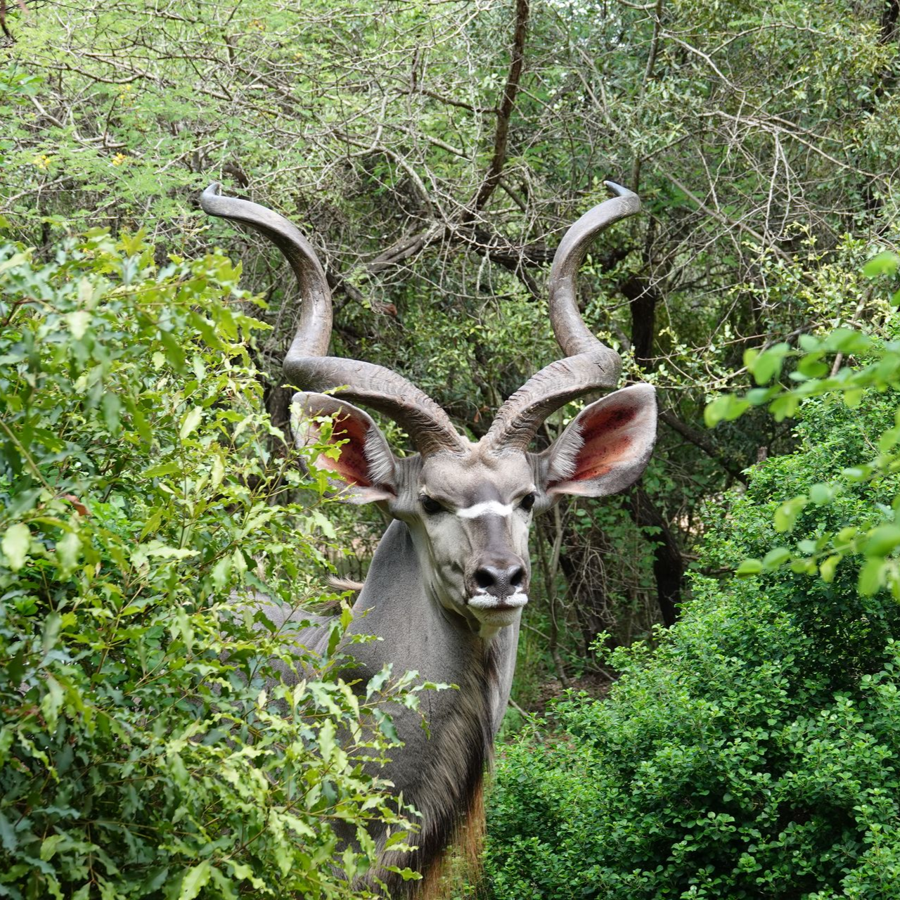 Wildlife