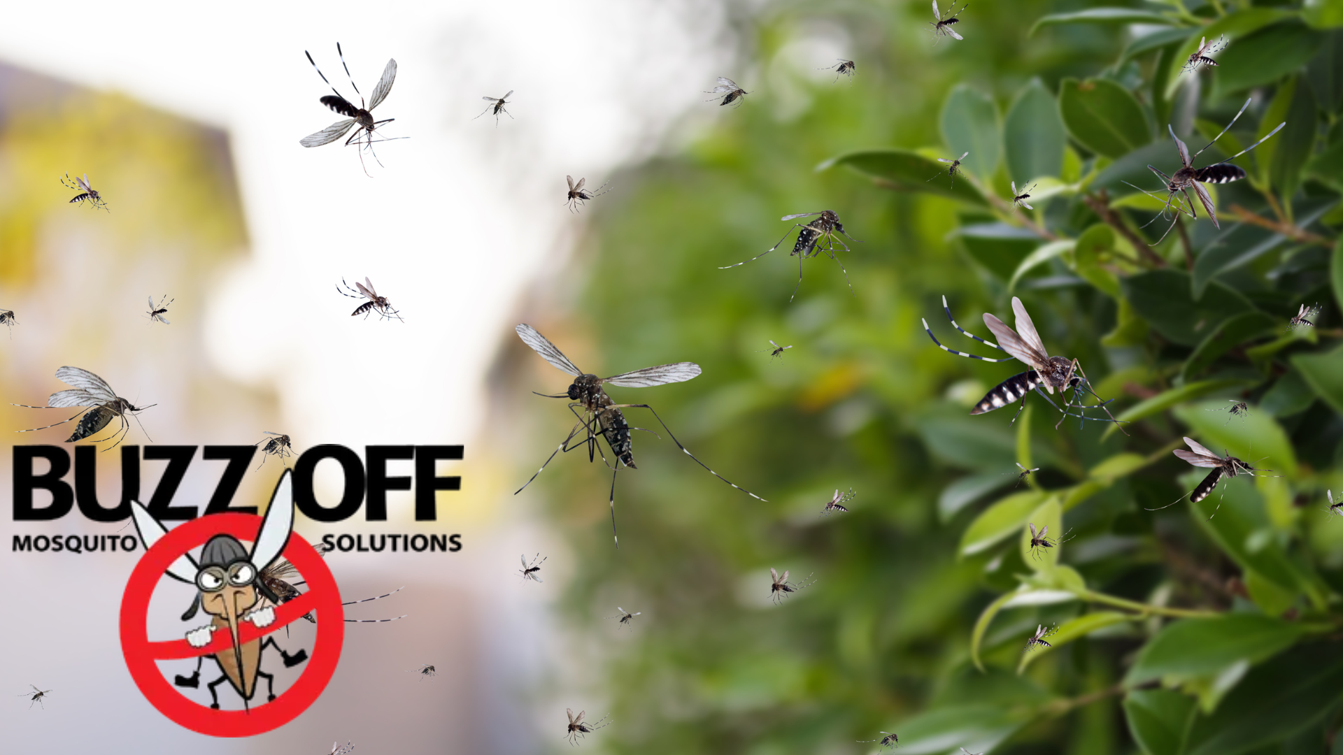 A bunch of mosquitoes are flying around a tree.