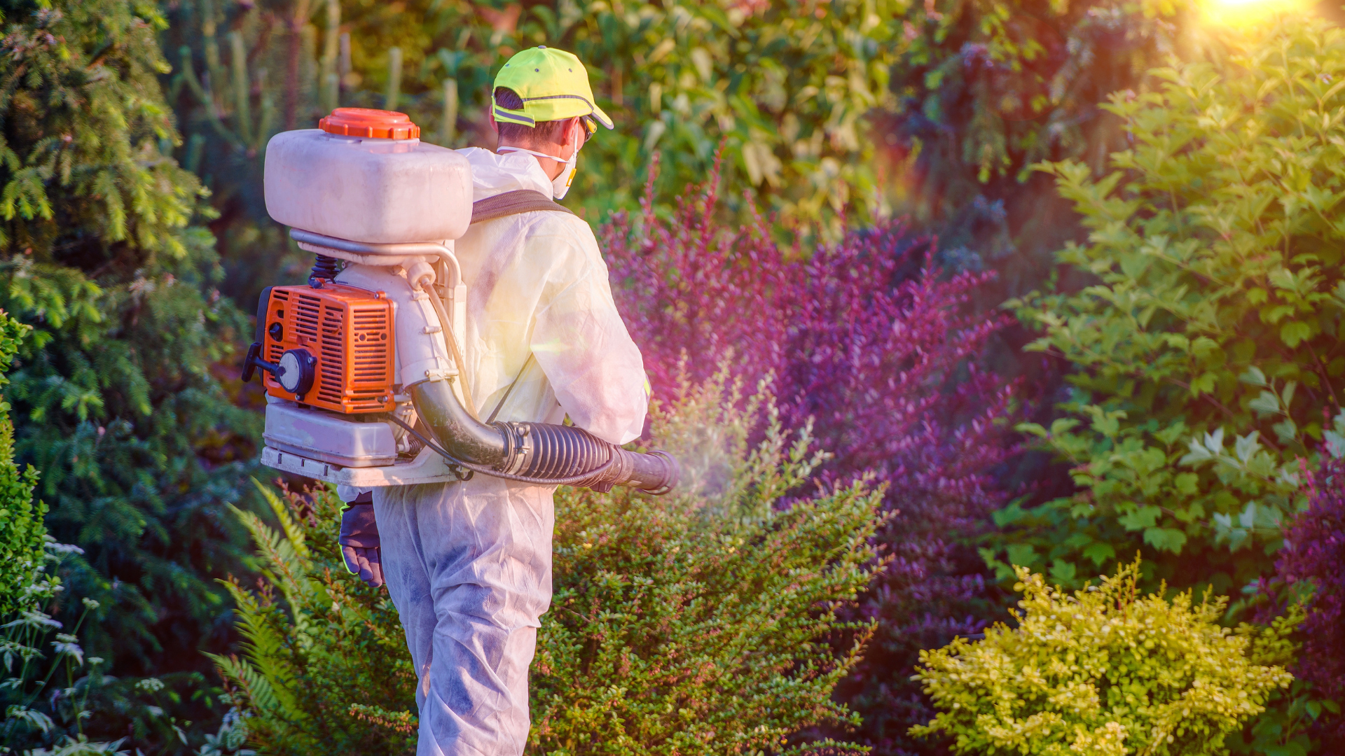 A man in a protective suit is spraying plants with a backpack sprayer.