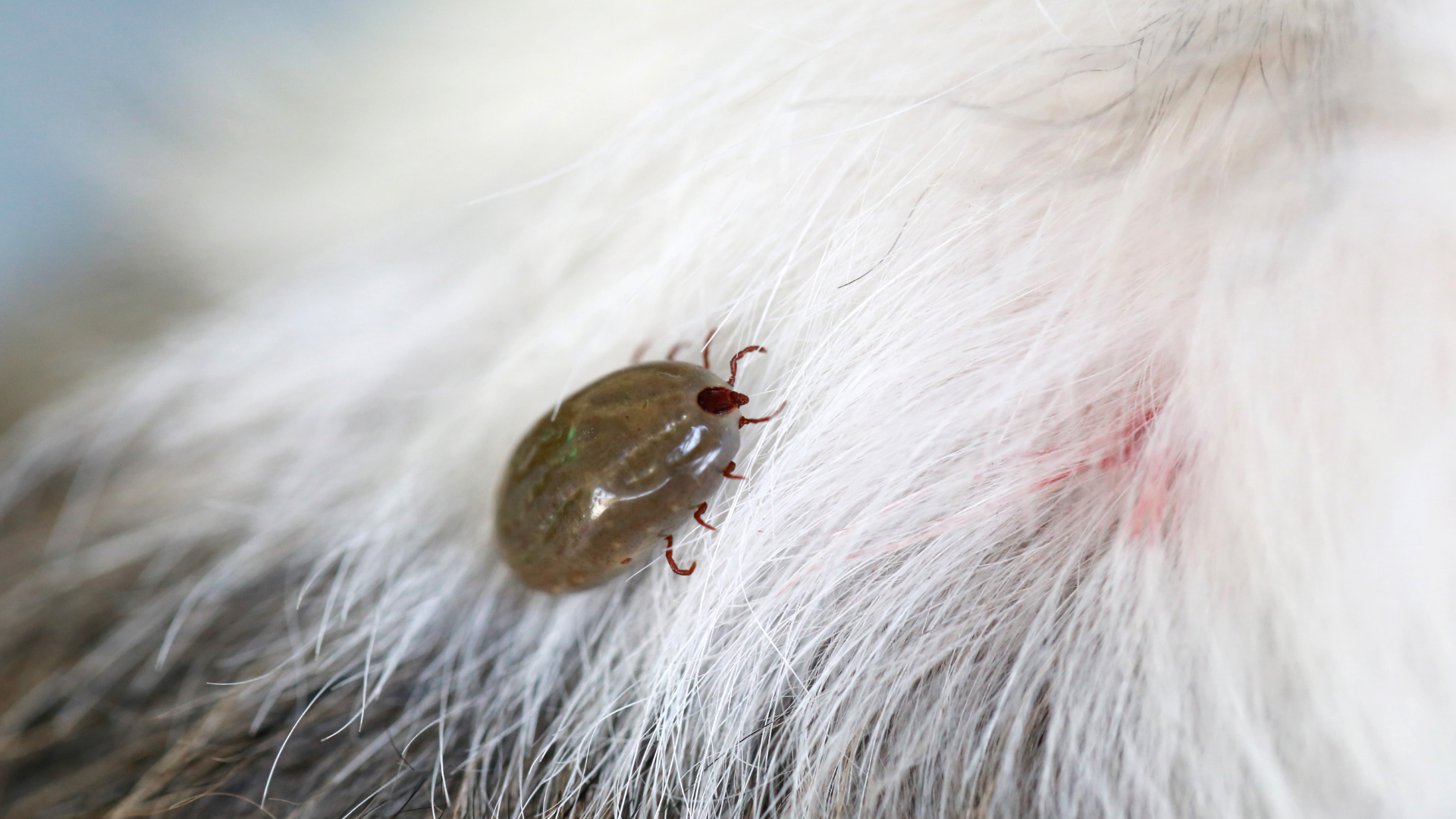 A close up of a tick on a dog 's fur.