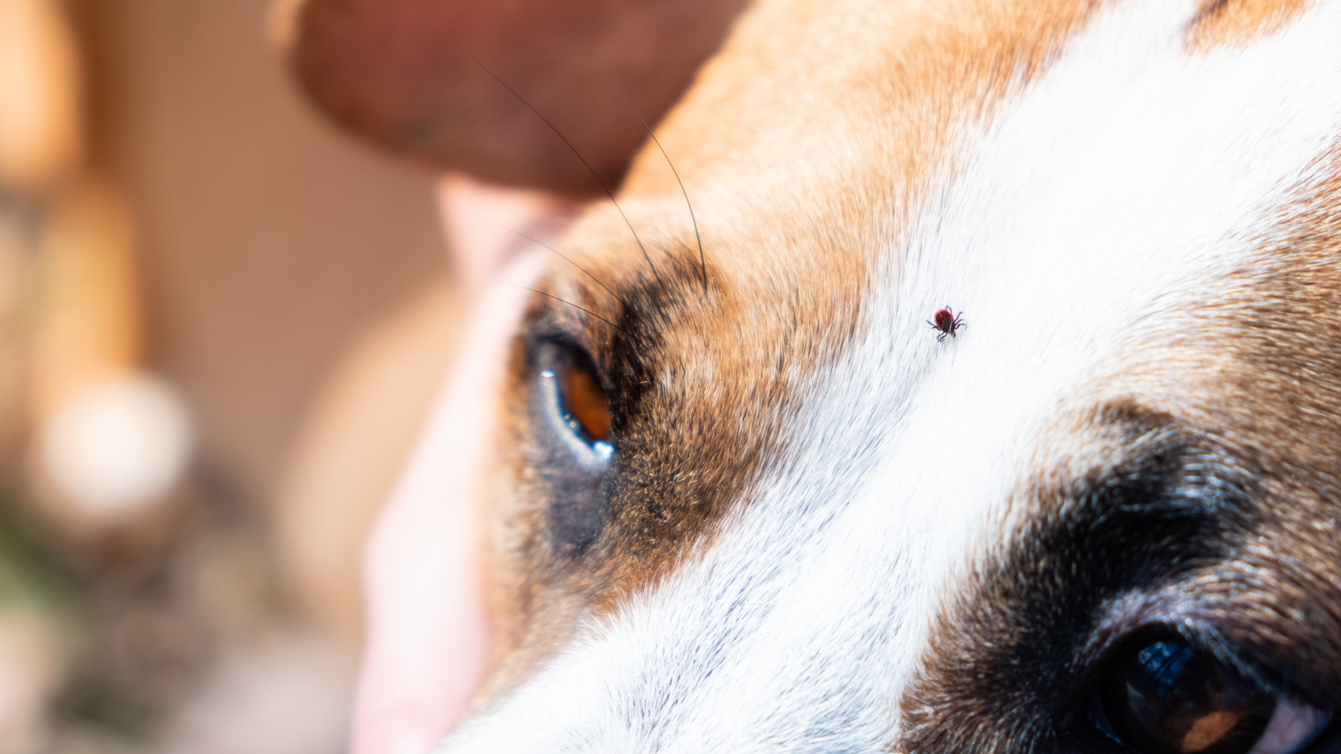 A close up of a dog 's face with a tick on it.