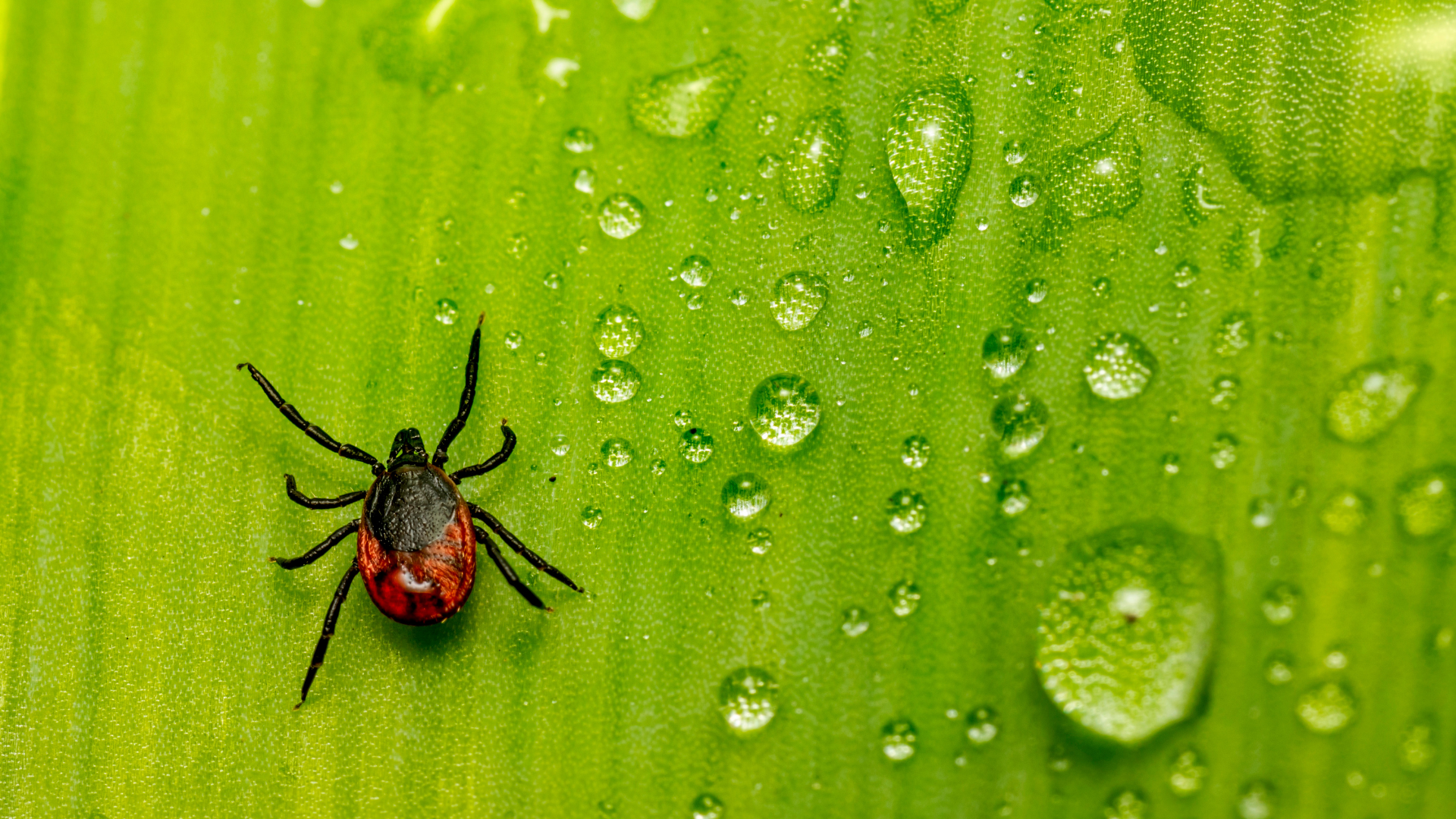 A tick is sitting on a green leaf with water drops.