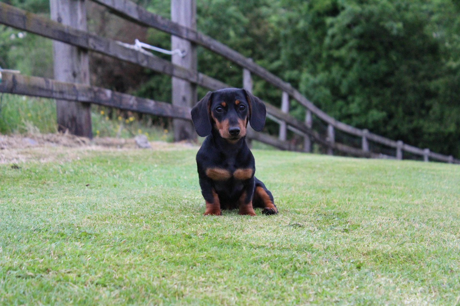Black and tan dachshund sits on green grass near a wooden fence, looking forward.