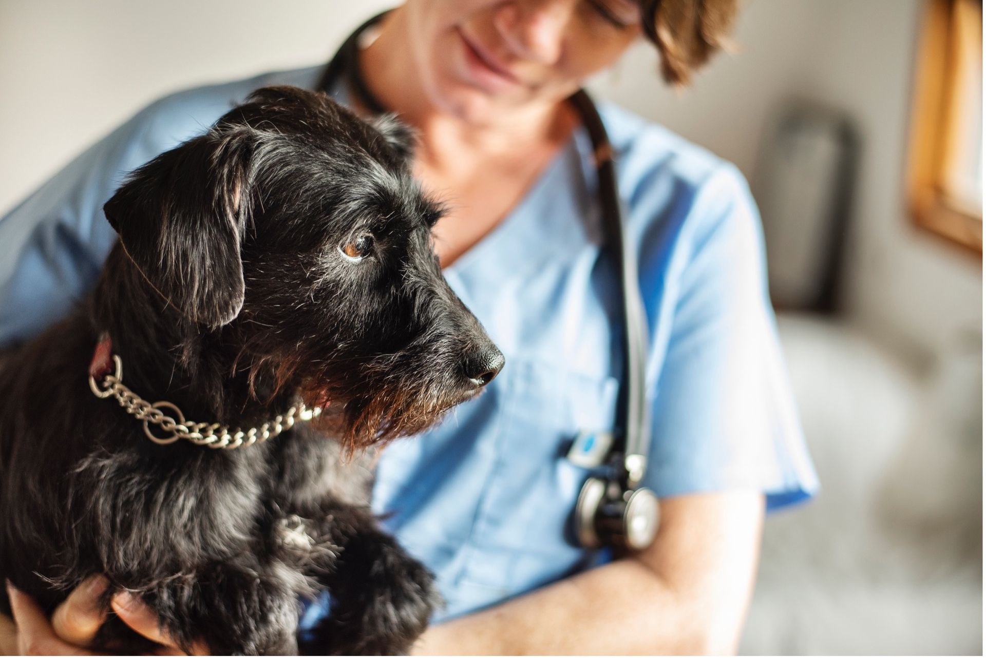 Veterinarian in blue scrubs holding a small black dog with a silver collar, stethoscope visible.
