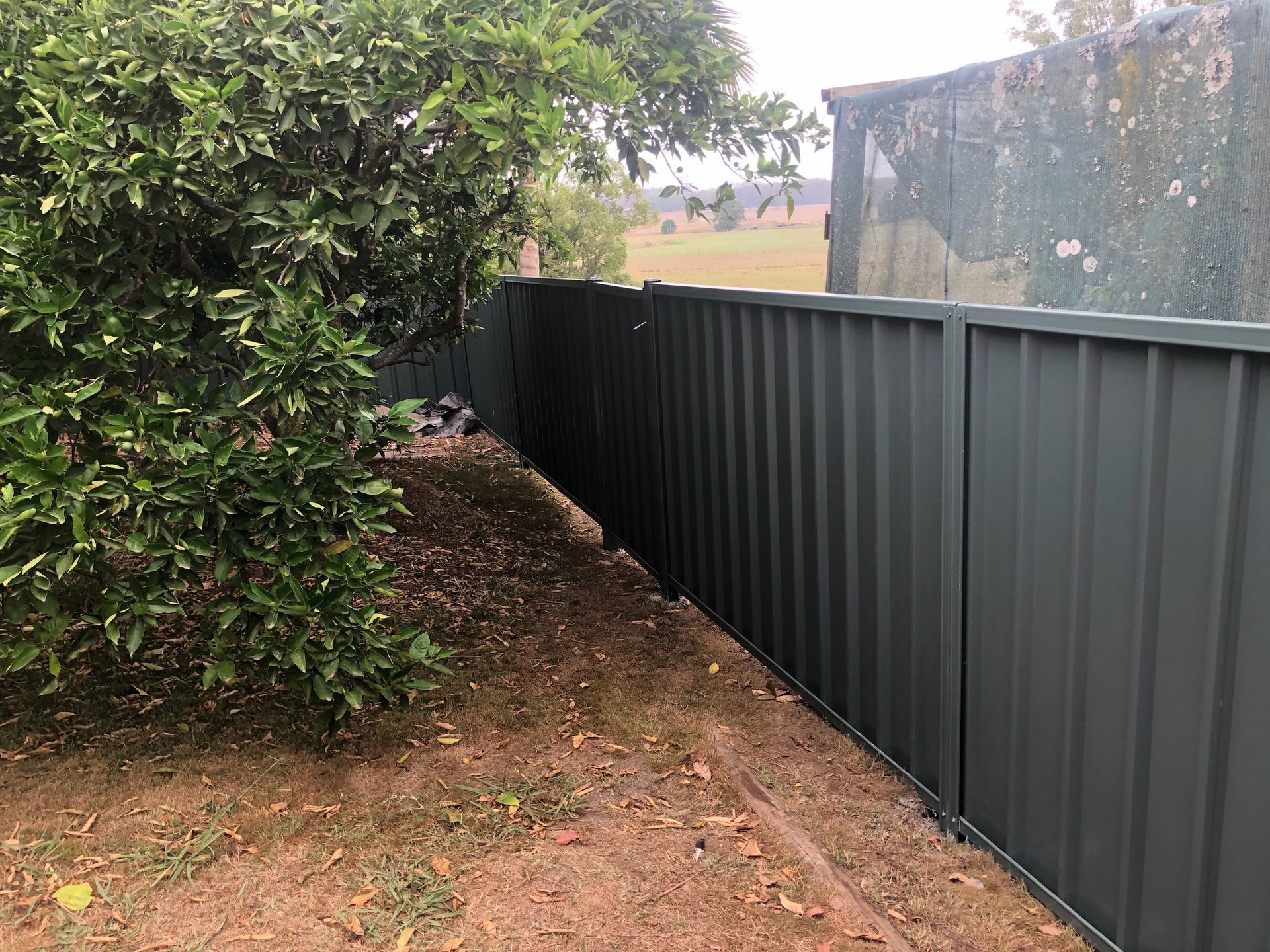 Dark green corrugated metal fence along a grassy yard next to a shrub — Fencer Steve In Temagog, NSW