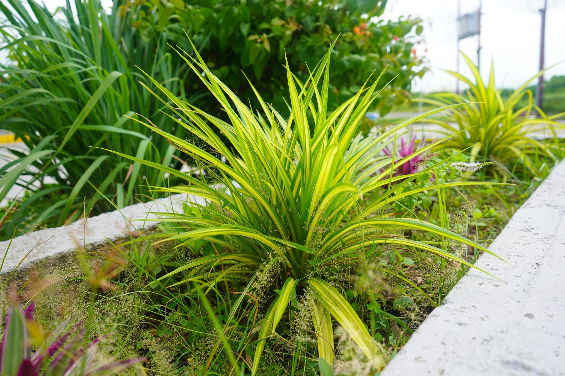 Green ornamental grasses growing in a landscaped garden bed beside white concrete borders