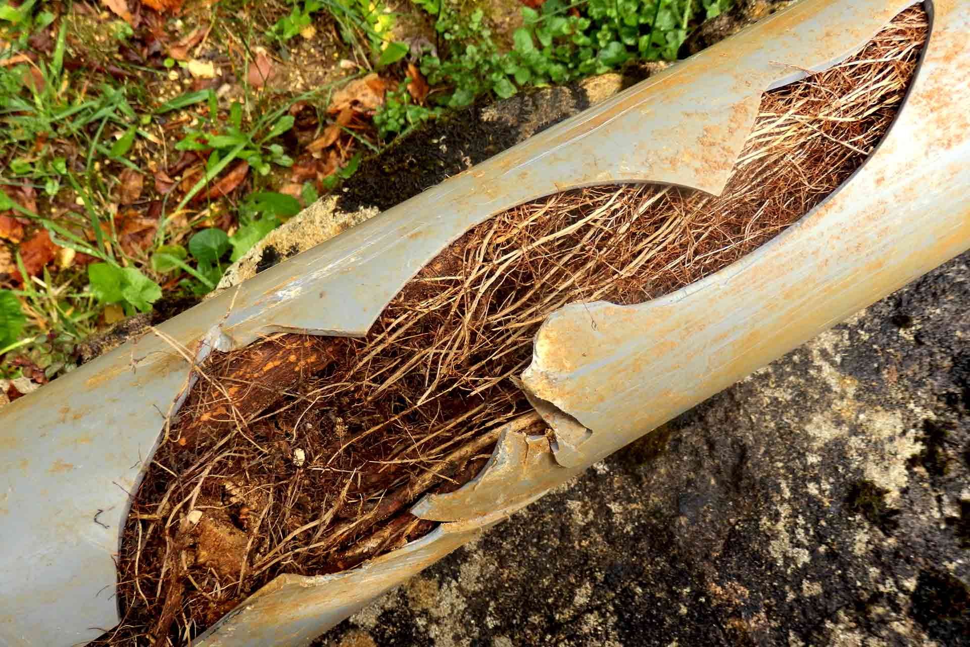Broken white plastic pipe with exposed roots and soil on the ground