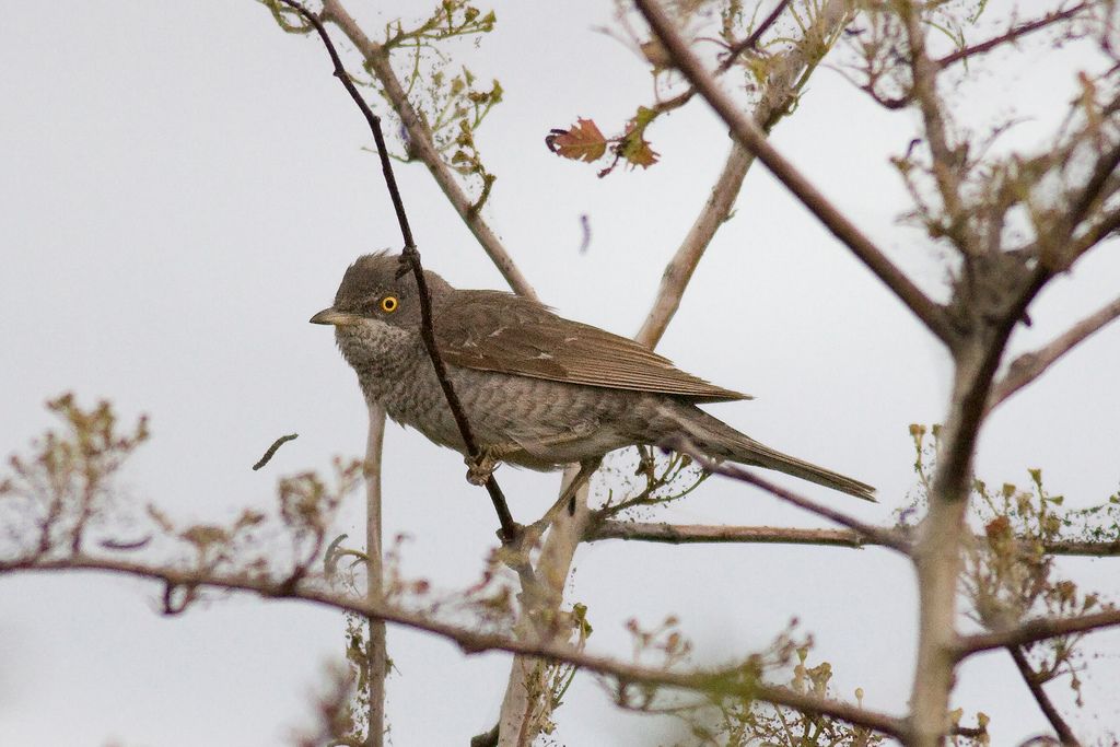 Birdwatching sites in Northumberland. Newbiggin-by-the-sea Newbiggin-by-the-sea Northumberland. Birdwatching sites in Northumberland
