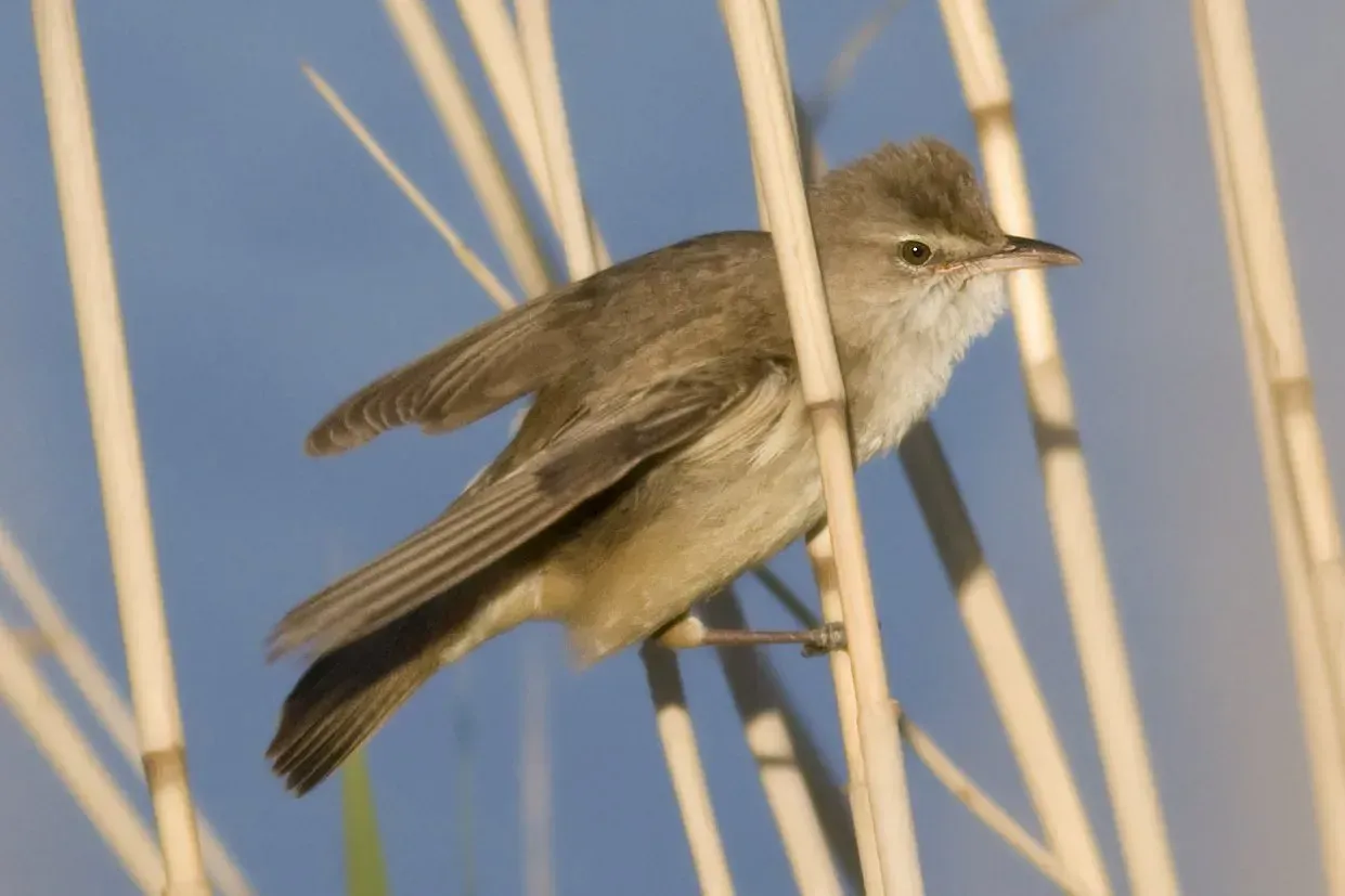 Birdwatching sites in Northumberland.Caistron Caistron Northumberland. Birdwatching sites in Northumberland