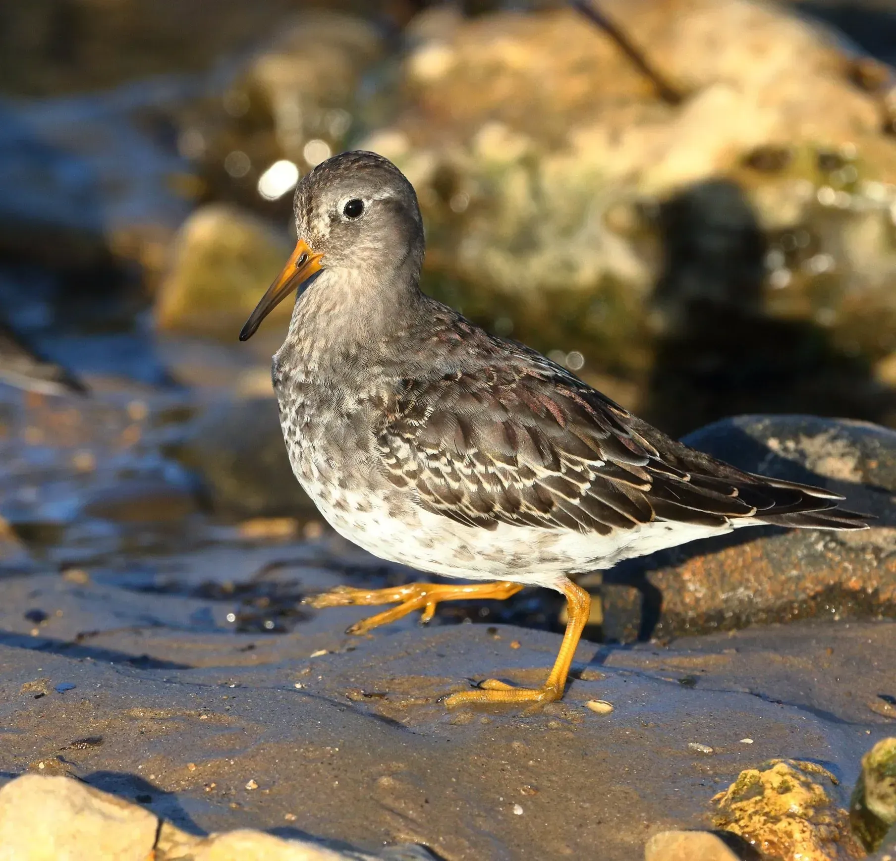 Birdwatching sites in Northumberland. Low Newton Low Newton Northumberland. Birdwatching sites in Northumberland