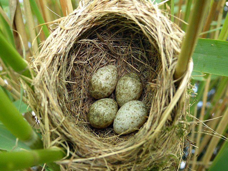 Reed warbler Chevington Northumberland. Birdwatching sites in Northumberland