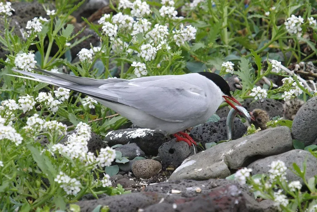 Birdwatching sites in Northumberland. Long Nanny Long Nanny Northumberland. Birdwatching sites in Northumberland