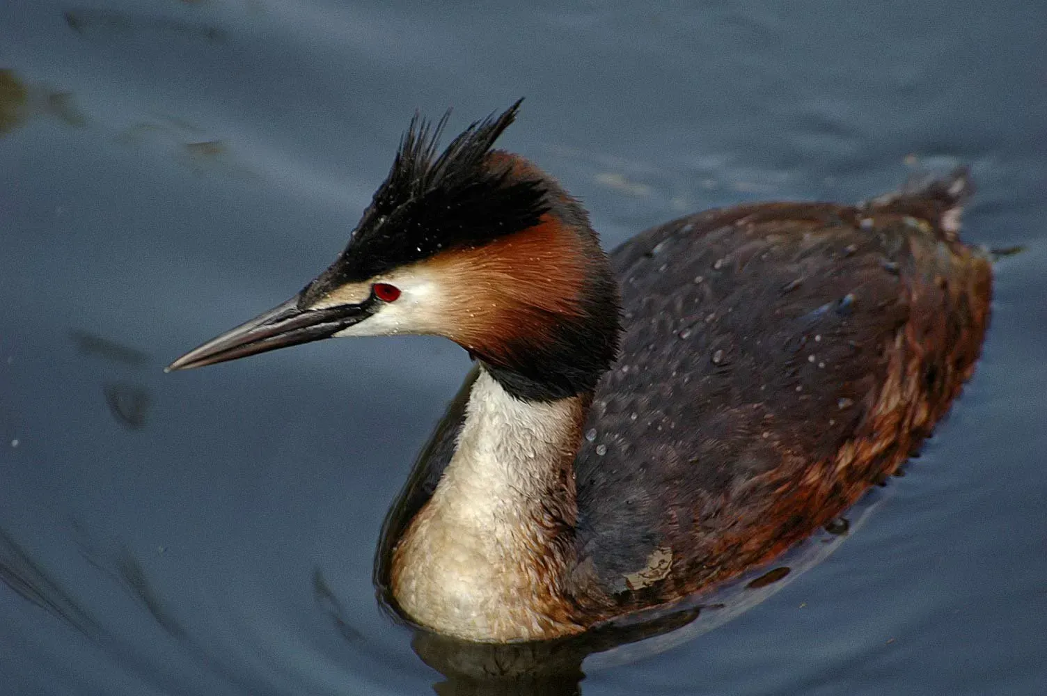 Birdwatching sites in Northumberland. Whittle Dene Whittle Dene Northumberland. Birdwatching sites in Northumberland