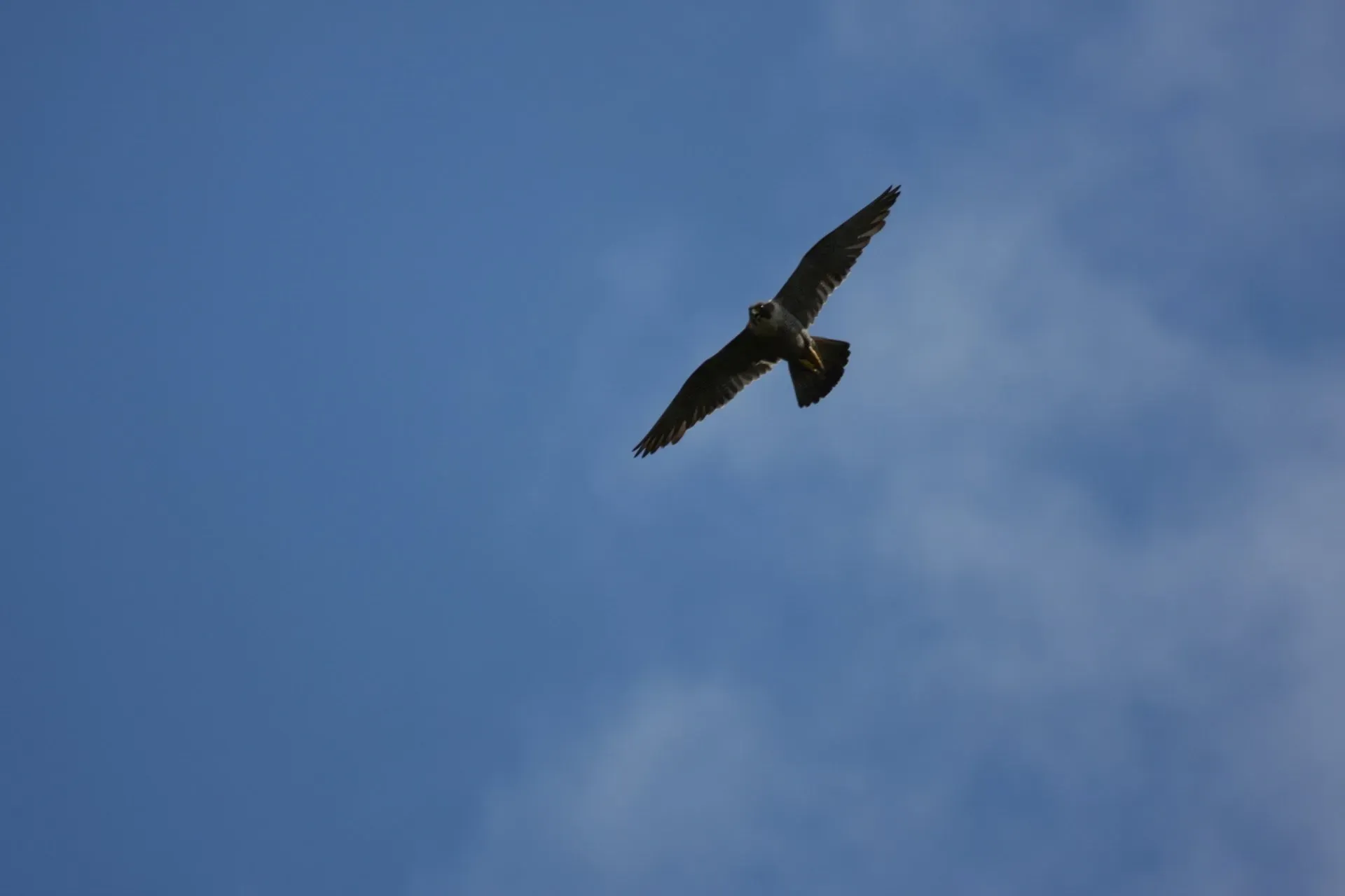 Birdwatching sites in Northumberland. Whitelee Moor Peregrine at Whitelee Moor Northumberland. Birdwatching sites in Northumberland