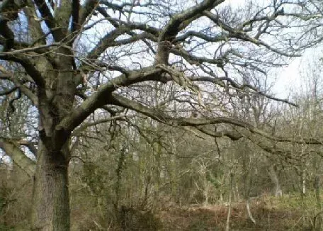 Birdwatching sites in Northumberland. Scotch Gill Morpeth Scotch Gill Morpeth Northumberland. Birdwatching sites in Northumberland