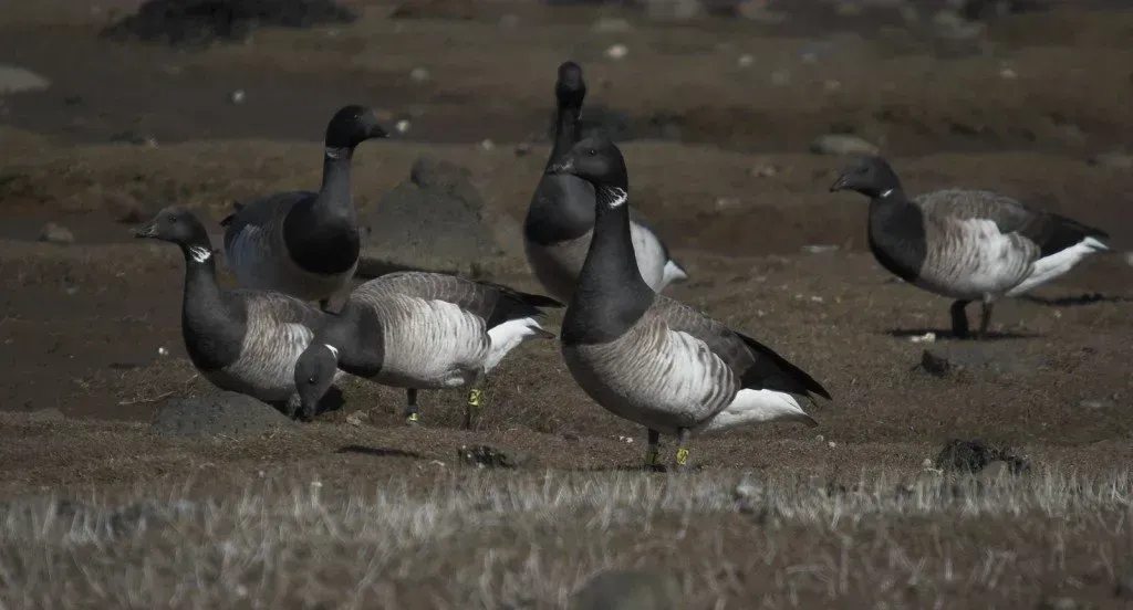 Birdwatching sites in Northumberland.Holy Island Brent geese at Holy Island Northumberland. Birdwatching sites in Northumberland