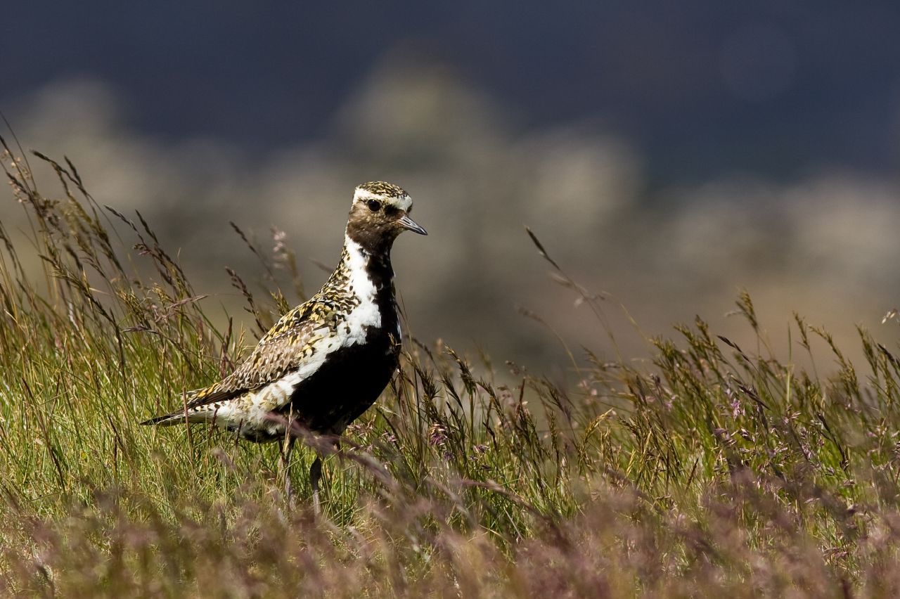 Birdwatching sites in Northumberland. Slaley Forest Slaley Forest Northumberland. Birdwatching sites in Northumberland