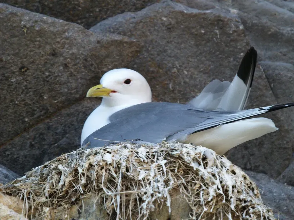 Birdwatching sites in Northumberland. Dunstanburgh Cliffs Kittiwake at Dunstanburgh Northumberland. Birdwatching sites in Northumberland