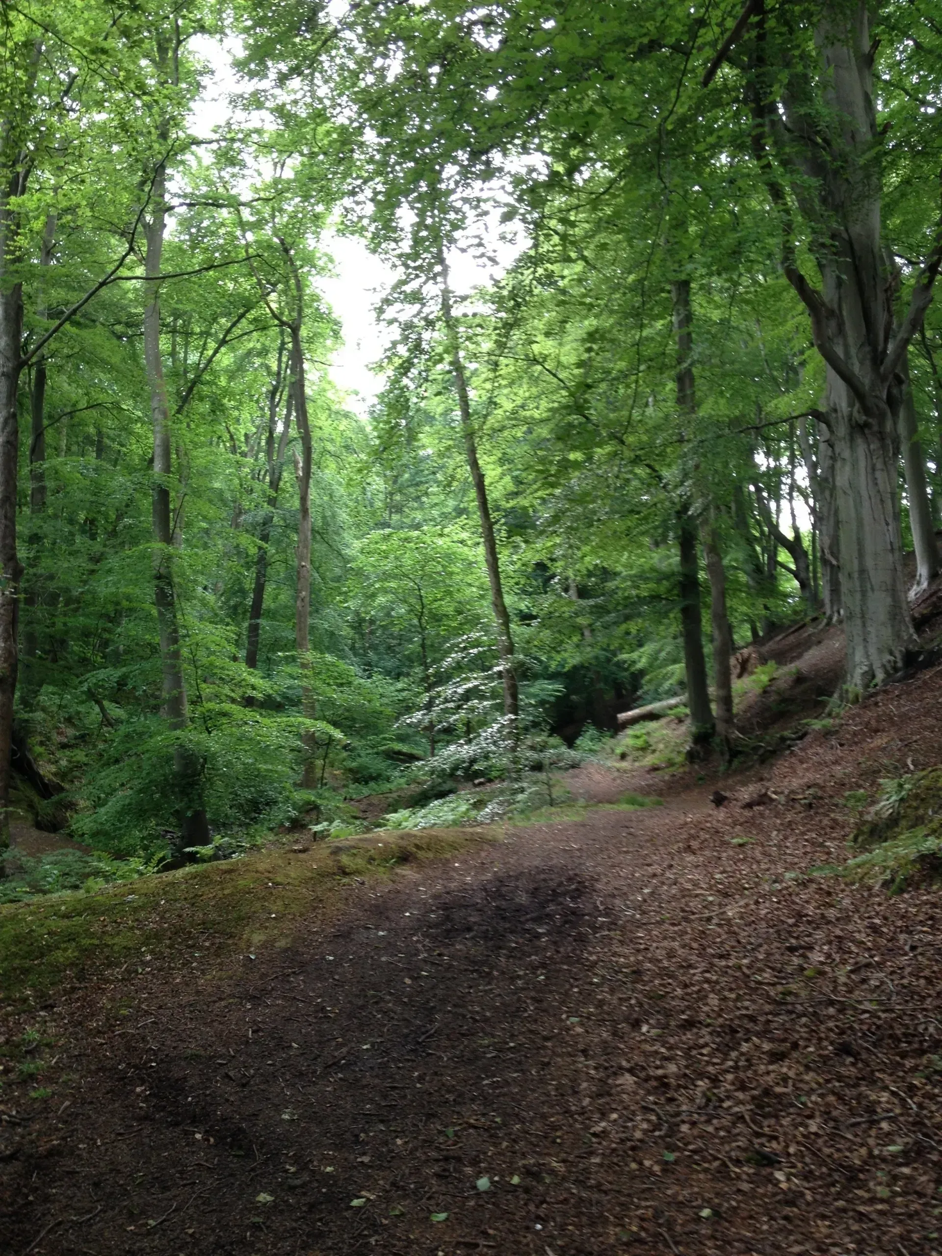 Letah Wood Northumberland. Birdwatching sites in Northumberland