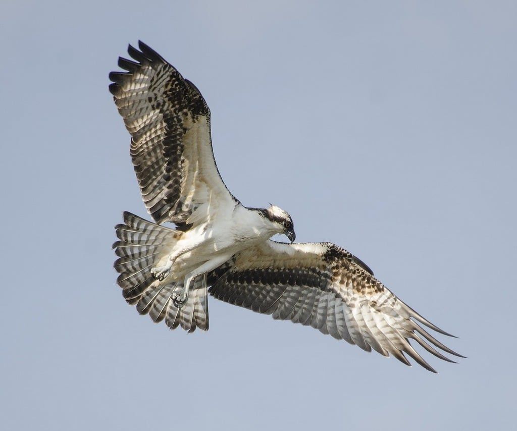 Kielder Northumberland. Birdwatching sites in Northumberland
