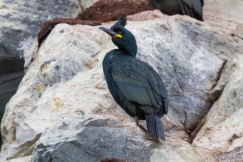 Farne Islands Northumberland. Birdwatching sites in Northumberland