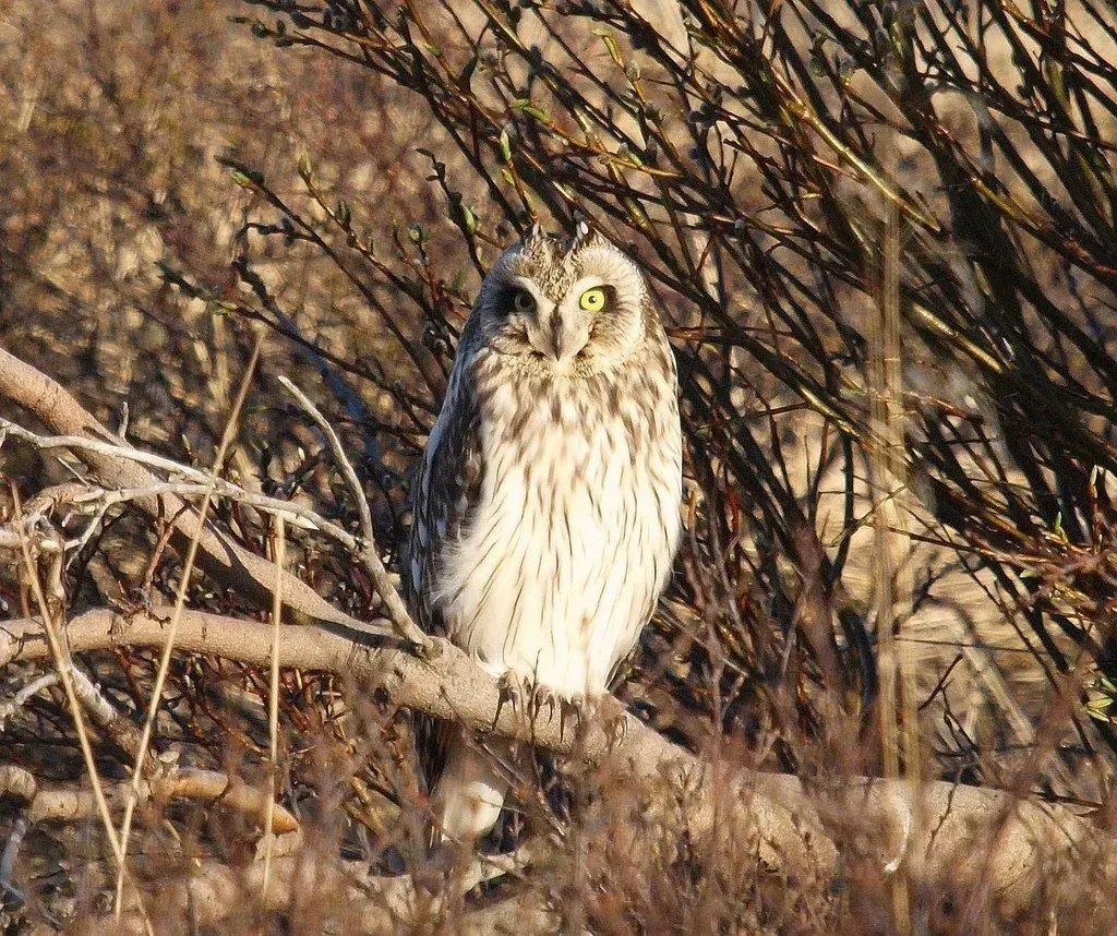 Birdwatching sites in Northumberland. Prestwick Carr Prestwick Carr Northumberland. Birdwatching sites in Northumberland