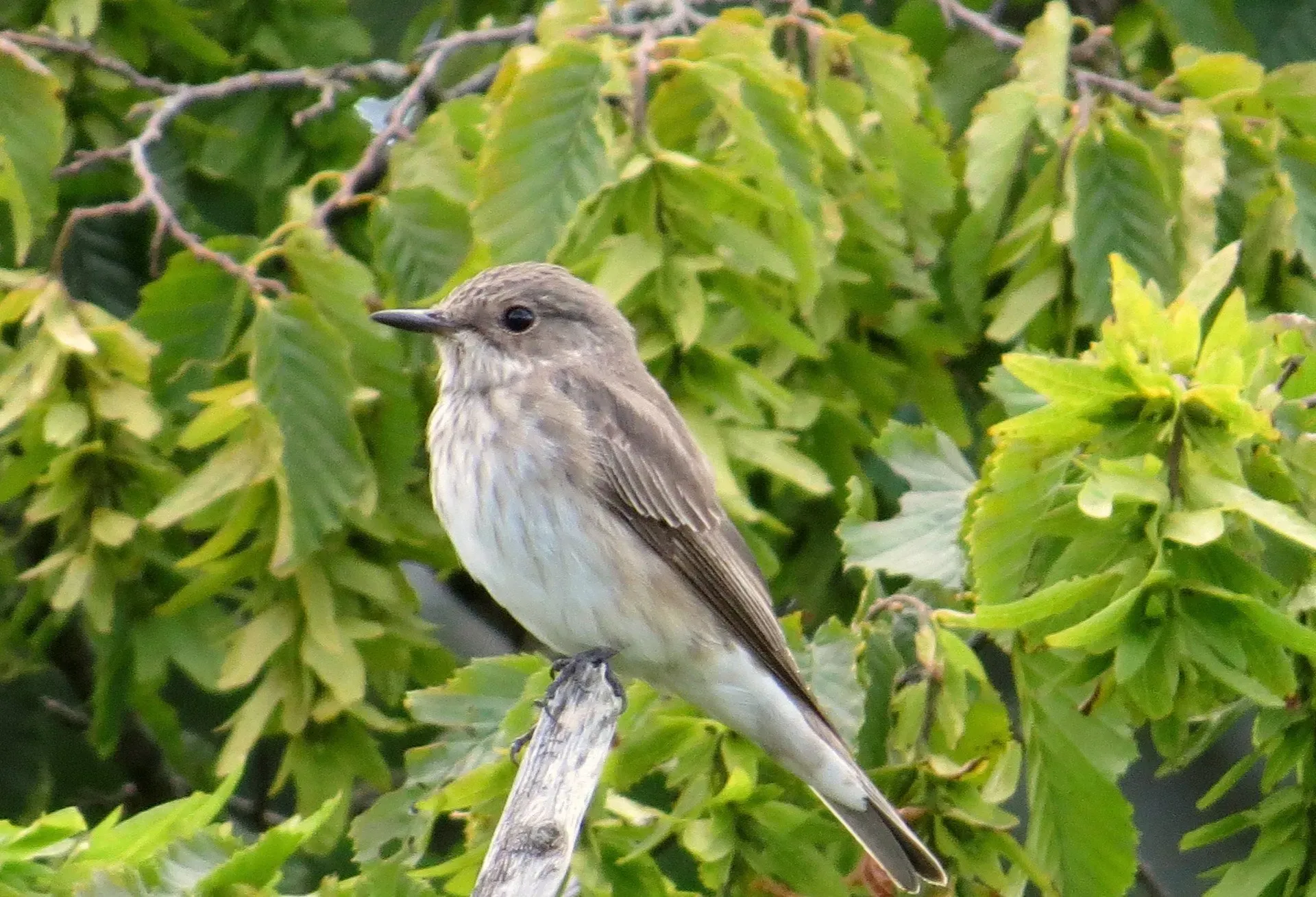Birdwatching sites in Northumberland. Fontburn reservoir Spotted flycatcher Fontburn Northumberland. Birdwatching sites in Northumberland