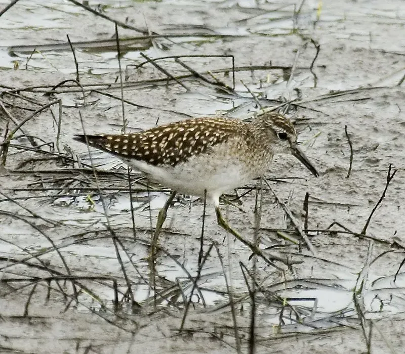Birdwatching sites in Northumberland. Bothal Pond Bothal Pond Northumberland. Birdwatching sites in Northumberland