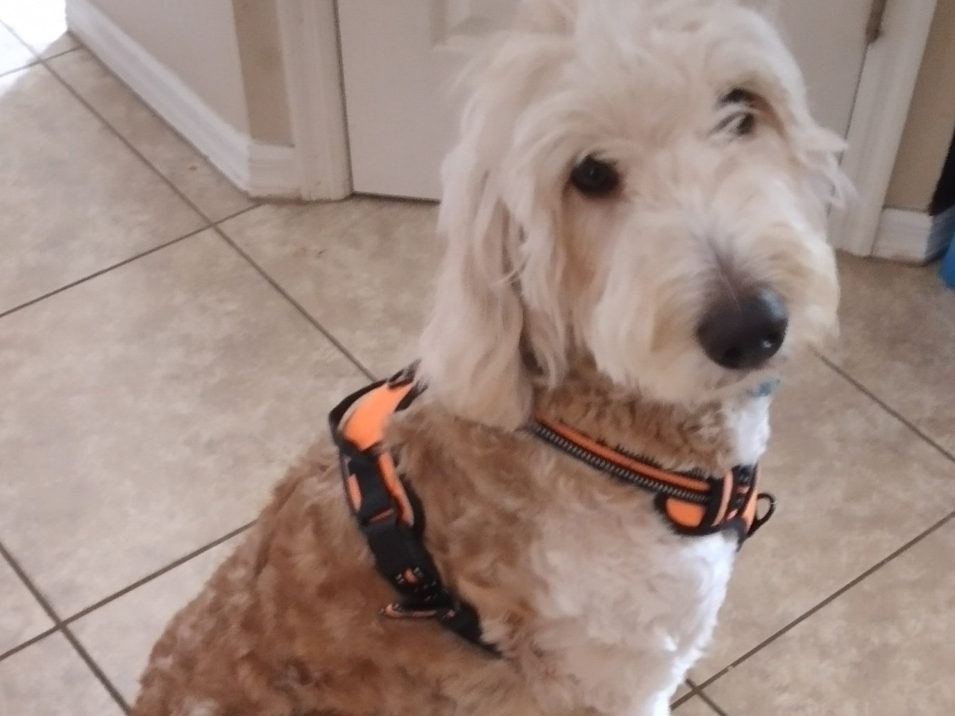 F1b Standard Goldendoodle