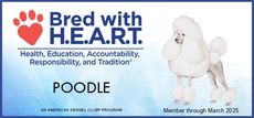 A picture of a poodle with the words bred with heart on it