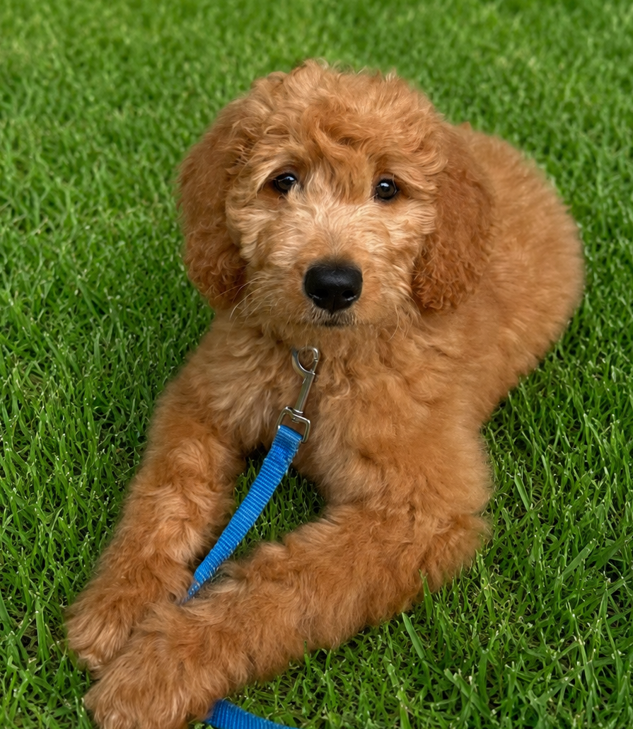 Red Goldendoodle puppy lying in the grass with a blue leash